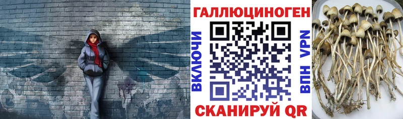 Псилоцибиновые грибы Magic Shrooms  дарнет шоп  Сусуман 